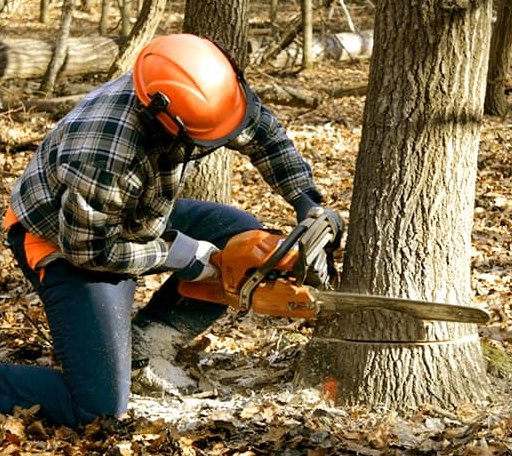 Tree Removal in Sandyville, OH